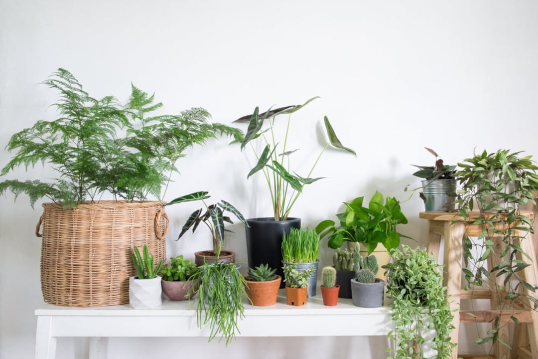 Tropical House Plant Seeds Easy to Grow Organic Fresh Etsy UK