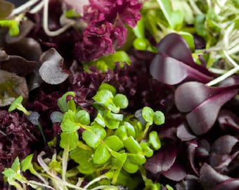 Mixed French Lettuce Organic Microgreens Sprouting Seed - Just 8 Days to Grow - 950 Seeds