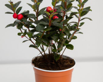 Gaultheria Merry Berry Red Seeds - 8 Flowering Evergreen Shrub Seeds