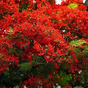 Royal Flame Tree Delonix Regia 5 Fresh Rare Seeds Indoor Bonsai Houseplant image 2