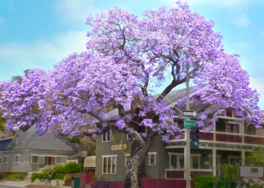 Bonsai Blue Jacaranda 'jacaranda Mimosifolia' Etsy UK