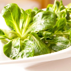 Lambs Lettuce - Oriental & Unusual Corn Salad Vit Seeds Grow Anytime 1130 organic seeds