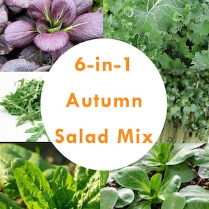 Organic 6-in-1 Autumn Salad Mix Seeds - Rocket, Kale, Corn Vit (Lamb&#39;s lettuce), Mustard (sprouting), Spinach, Pak Choi - September Sowing