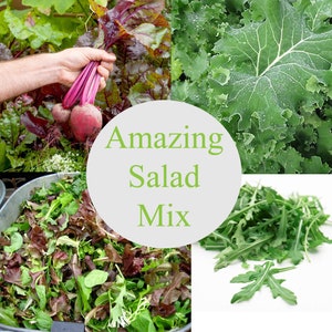 The Amazing Salad Mix Baby Leaf Vegetable Seeds - Rocket, French Lettuce, Beet, Kale - Quick Growing Baby Leaf Organic Salad Mix