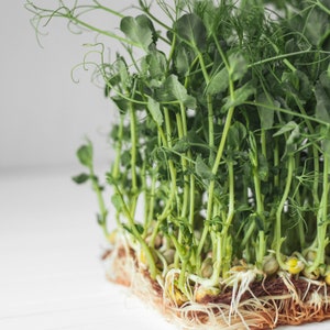 Pea Microgreens Sprouting Seeds - Easy Quick Growing - Approx. 300 Organic Seeds