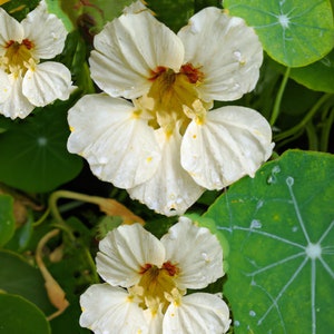 Nasturtium Milkmaid Seeds - 8 Organic Flower Seed