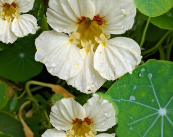 Nasturtium Milkmaid Seeds - 8 Organic Flower Seed