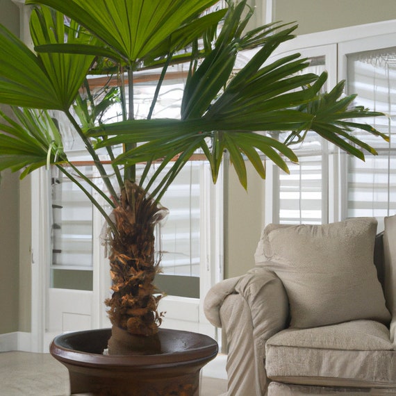 Chinese Fan Palm Livistona Chinensis Houseplant Seeds - Tropical Indoor -  10 Rare Seeds