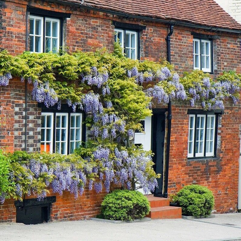 Wisteria Bonsai Tree Tropical House Plant 5 Seeds Indoor Etsy UK