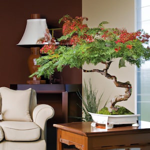 Royal Flame Tree Delonix Regia 5 Fresh Rare Seeds Indoor Bonsai Houseplant image 1