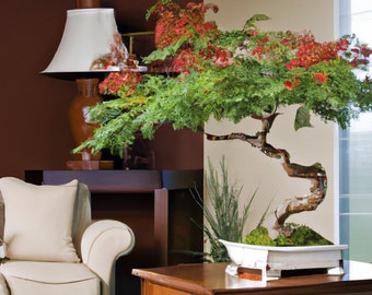 Royal Flame Tree Delonix Regia 5 Fresh Rare Seeds Indoor Bonsai Houseplant