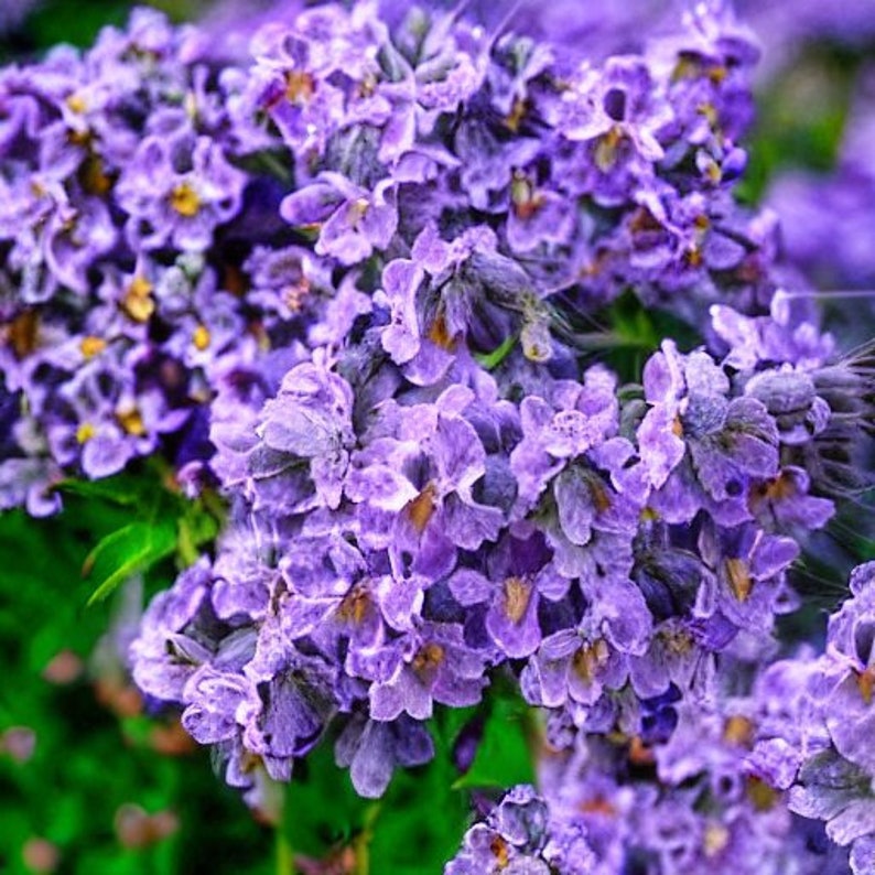 Blue Panther Nepeta Subsessilis Catmint Seeds 20 Japanese Perennial Seeds image 1
