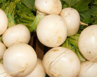 Turnip F1 Tokyo Cross Vegetable Seeds - 'Brassica rapa subsp. rapa' - 250 Seeds