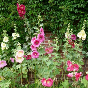 Hollyhocks Single Mixed 'Alcea rosea' Seeds - 10 Organic Flower Seed