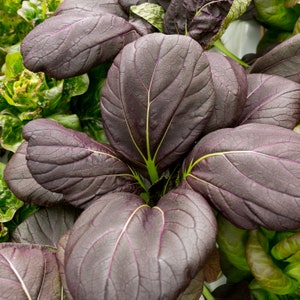 Red Lady Pak Choi Vegetable Seeds - Approx. 400 Organic seeds - Baby Leaf Salad or Stir Fry