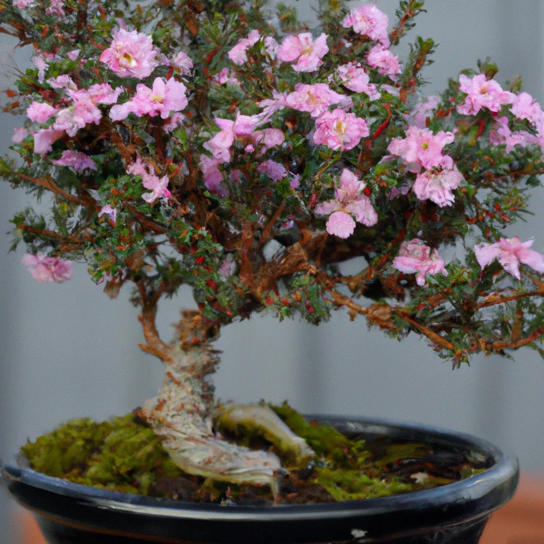 Manuka Myrtle Tea Tree Bonsai 20 Rare Seeds Leptospermum - Etsy UK