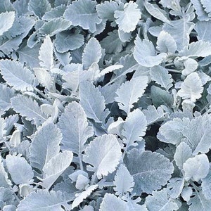 Silver Foliage Cineraria Cirrus Flower Seeds - 10 Rare Seeds