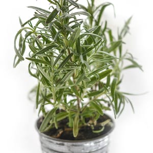 Rosemary Herb Vegetable Seeds Rosmarinus officinalis Variety 90 Easy to Grow Organic