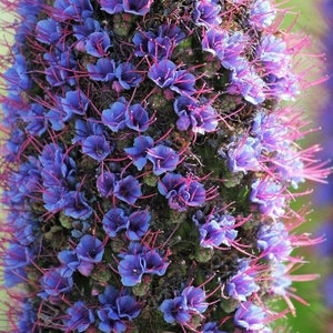 Pride of Madeira 'Echium Fastuosum' Flower Seeds - 20 Rare Fresh Seeds