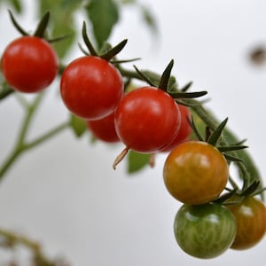Tomato Sweet Peratif Salad Fruit Vegetable Plant Seeds - 8 Organic Seeds