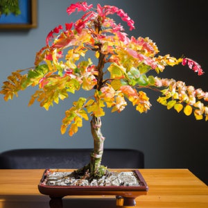 Pistacia Chinensis Bonsai Houseplant Seeds - Tropical Indoor - 10 Rare Seeds