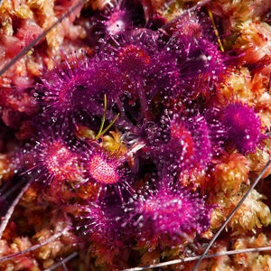 Drosera Seeds - Intermedia (Temperate, Czech Republic) Carnivorous 5 Seeds