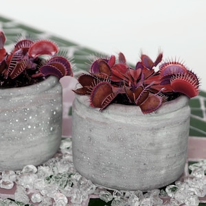 May include: Two terracotta pots containing red Venus flytrap plants. The pots have a speckled grey finish and are sitting on a bed of white decorative stones.