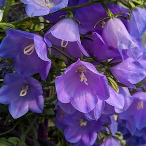 Canterbury Bells Calycanthema Mixed Flower Seeds - 1400 Seeds Approx