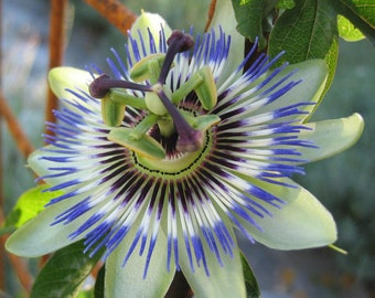 Blue Crown Passionflower Passiflora coerulea Houseplant Seeds - Tropical Indoor House Plant - 24 Fresh Rare Seeds Easy to Grow