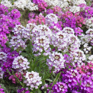Candytuft Crown Mixed Flower Seeds - 760 Seeds Approx.