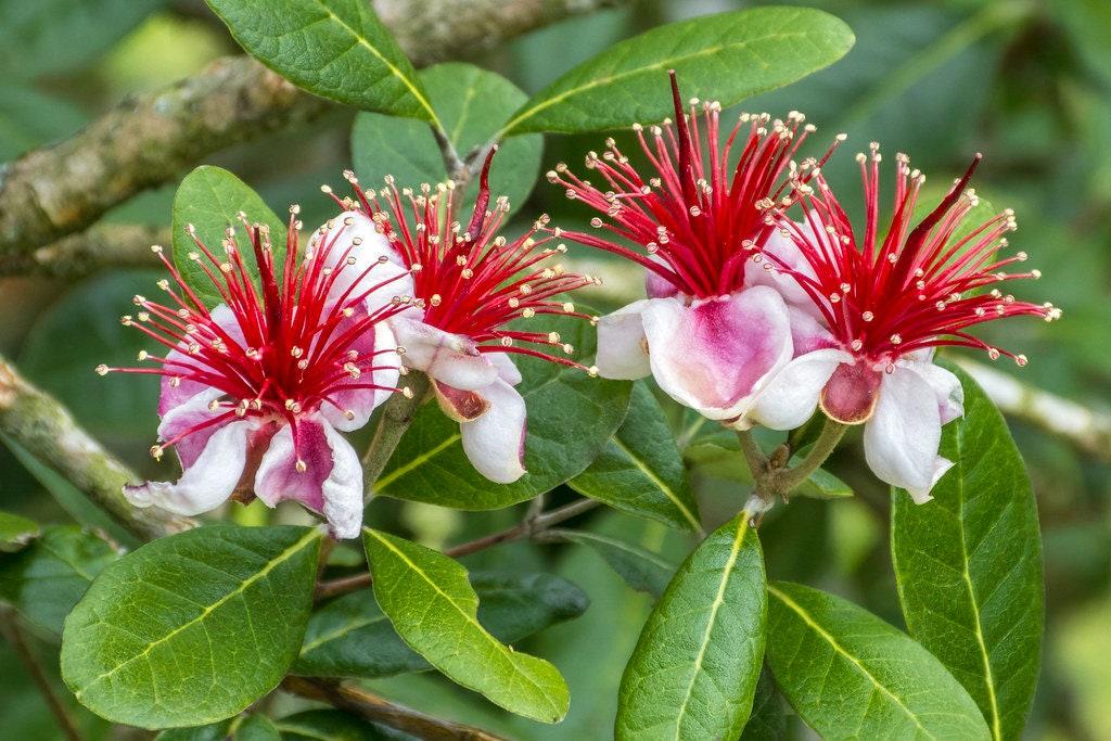 Pineapple Guava Bonsai Tree Tropical House Plant 20 Seeds Etsy UK
