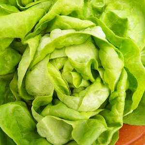 Little Gem Lettuce Salad Vegetable Seeds - Easy to Grow - 1800 Organic Seeds