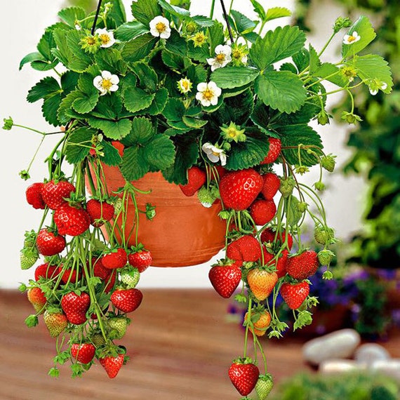 Strawberry Fresca 250 seeds Strawberry Fresca 250 seeds
