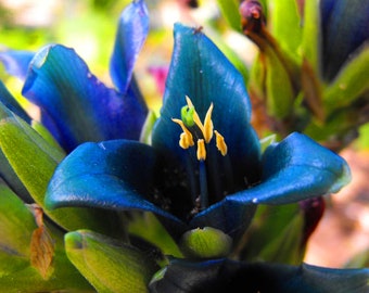 Sapphire Tower 'Puya Alpestris' Flower Seeds - 10 Rare Fresh Seeds