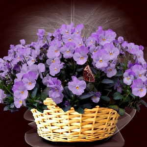Viola F1 Sorbet Lavender Pink Seeds - Easy to Grow - 10 Seeds