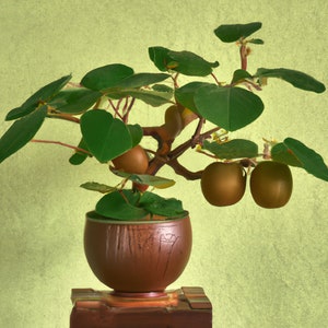 May include: A bonsai tree with green leaves and brown fruit in a brown ceramic pot on a wooden stand.