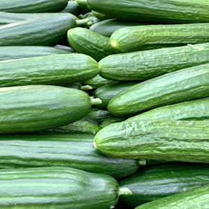 Salad Cucumber Marketmore Vegetable Seeds - Easy to Grow - 70 Organic Seeds