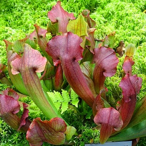 May include: Close-up of a group of carnivorous pitcher plants with red and green leaves. The plants are growing in a pot filled with moss.