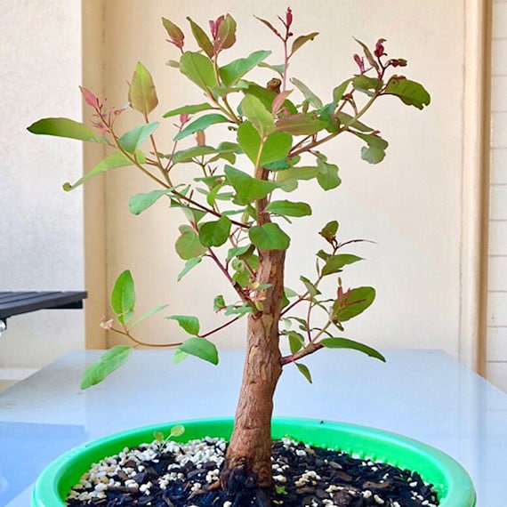 Regenbogen-Eukalyptus-Bonsai-Baum, tropische Zimmerpflanze, Samen  10  Samen - Etsy sterreich