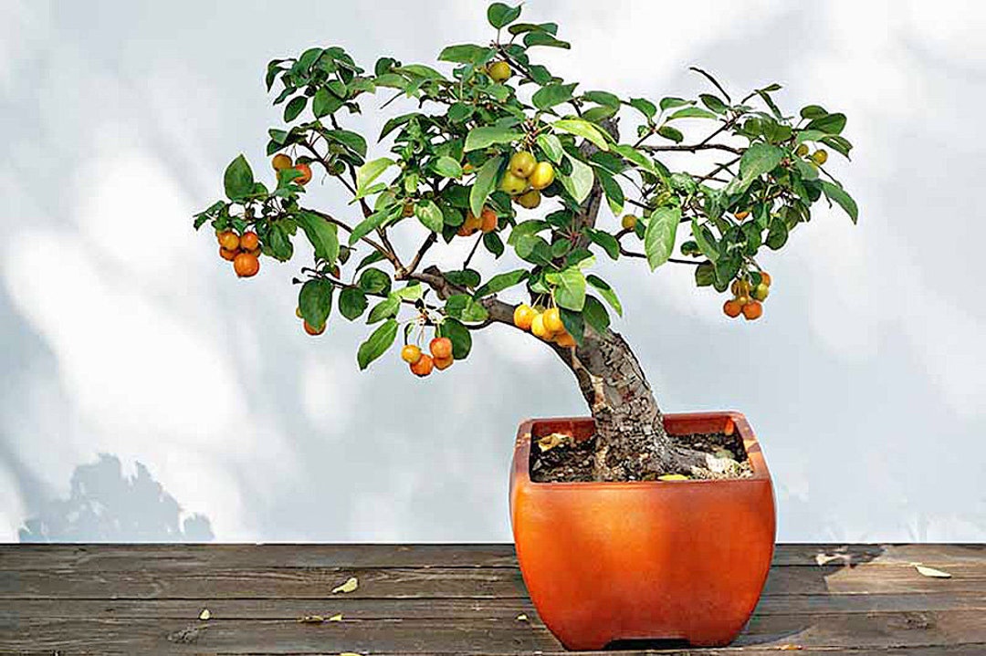 Japanese Plum Tree Bonsai Tropical House Plant 5 Rare Easy to Etsy UK