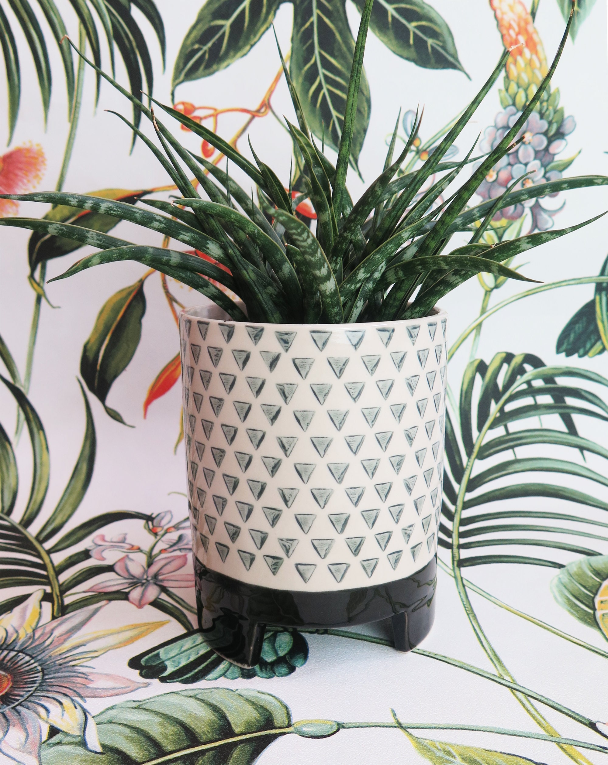 hanging plant holders Square Air Plant Hanger