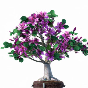 May include: A bonsai tree with a thick trunk and a full canopy of purple flowers. The tree is potted in a brown ceramic pot.