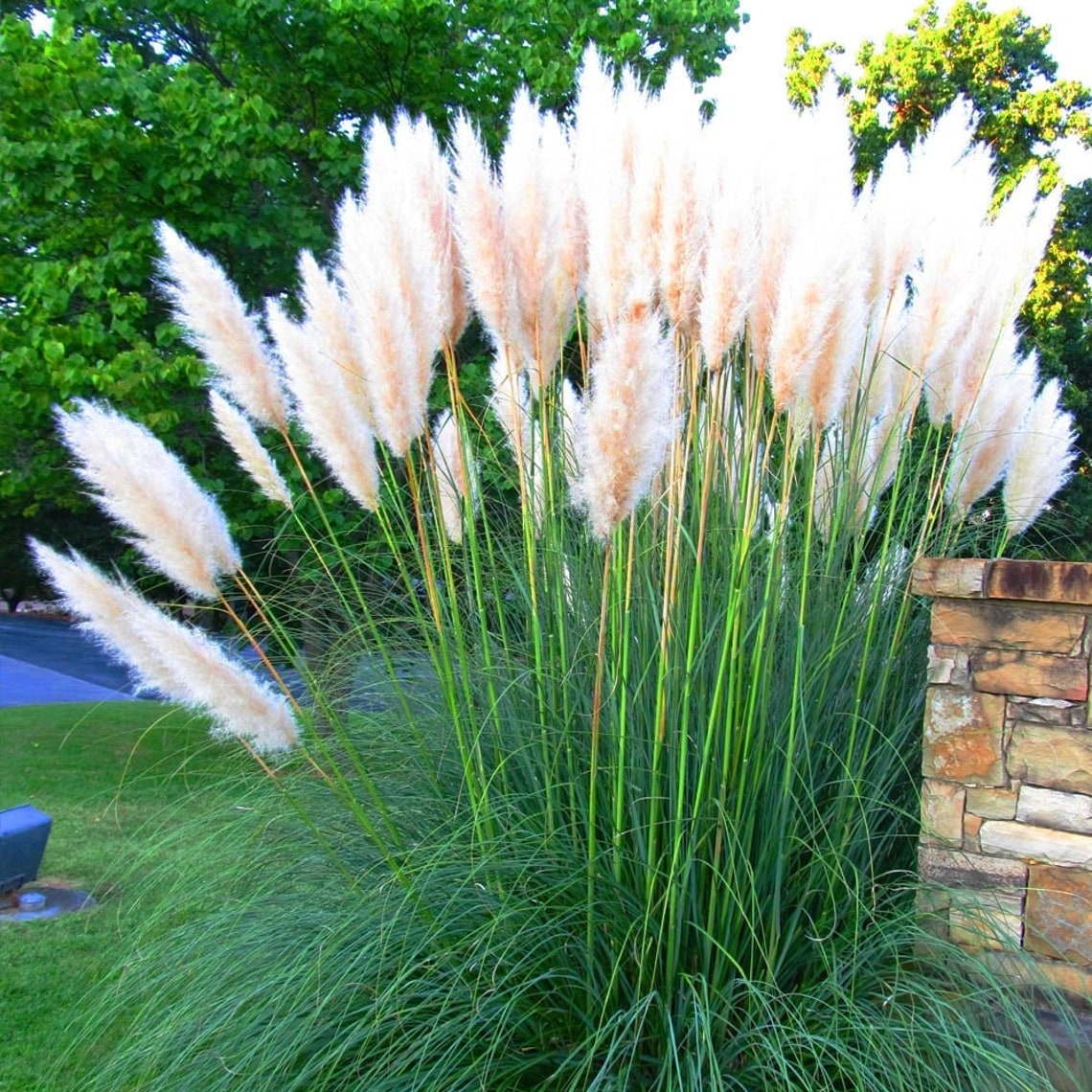White Pampas Cortaderia Selloana Plant Ornamental Grass Seeds Etsy