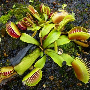 May include: Close-up of a group of Venus flytraps with green leaves and red, spiky traps. The traps are open and ready to catch insects.