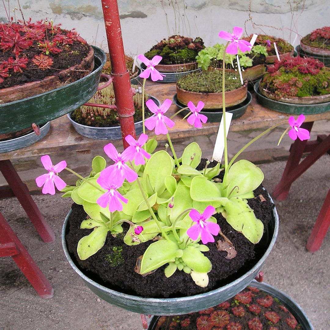 Butterworts Pinguicula Mixed Rare Carnivorous Plant 5 Seeds Etsy UK