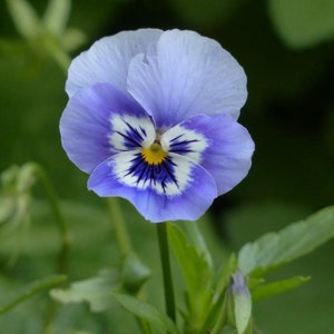 Pansy Joker Light Blue Seeds - 'Viola x wittrockian' - 40 Organic Flower Seeds
