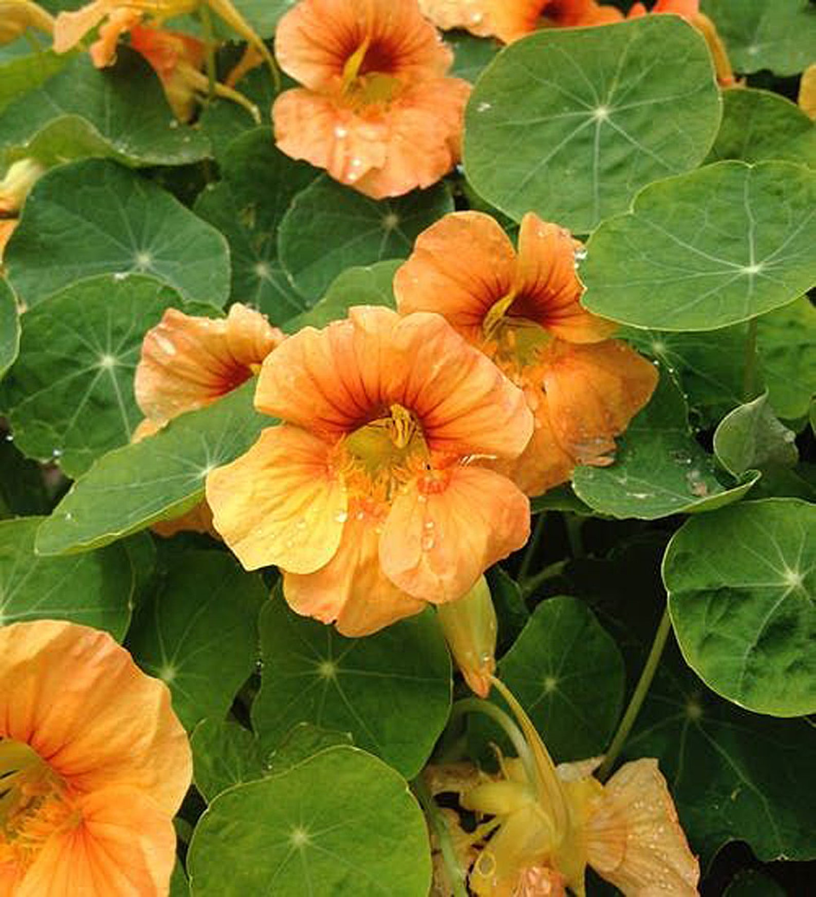 Nasturtium Tip Top Apricot Seeds 8 Organic Flower Seed Etsy