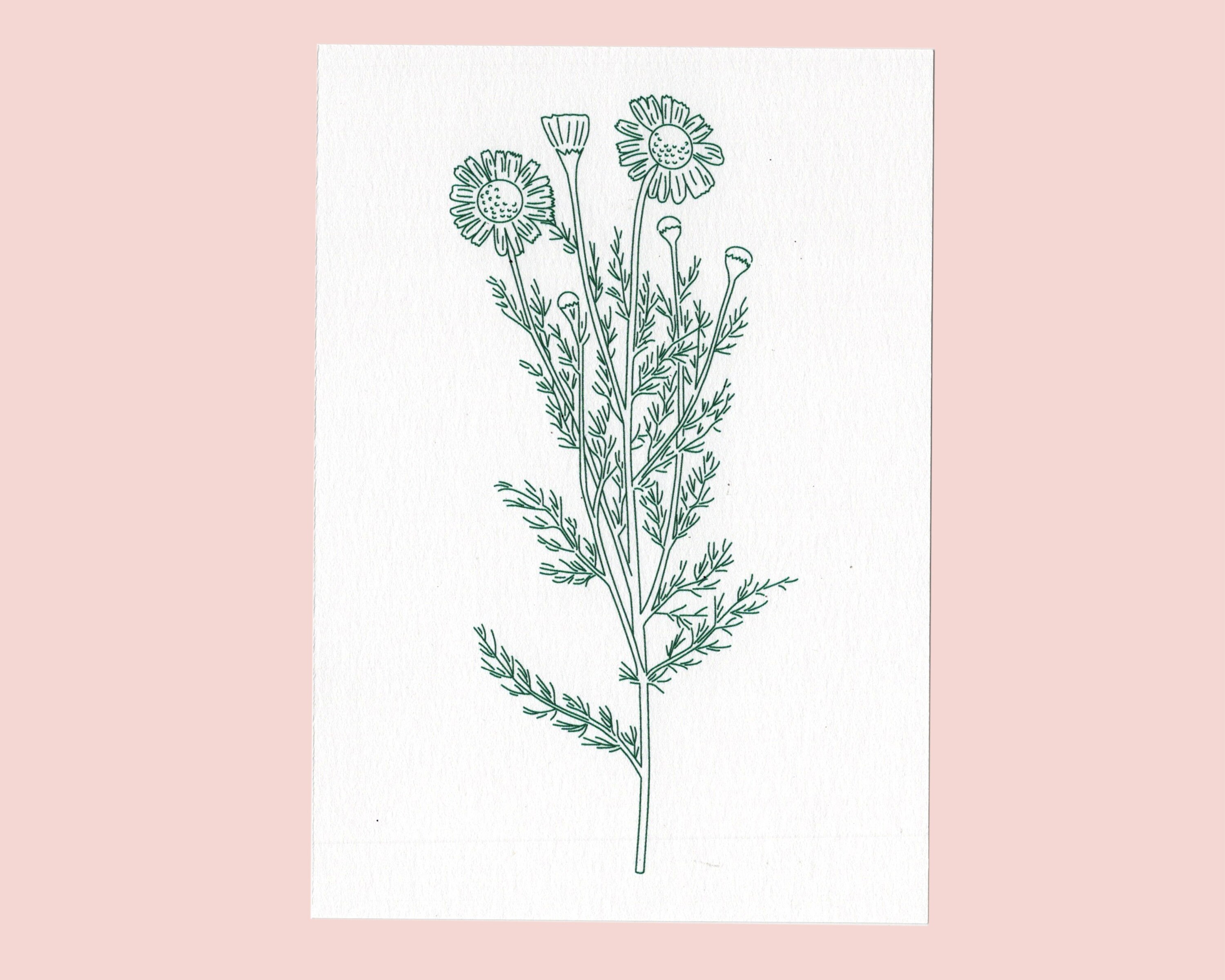 Illustration Imprimée d'une Plantes Médicinales