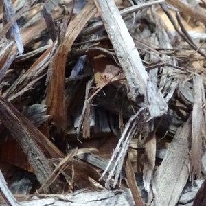 Biologische gedroogde jeneverbesschors, jeneverbesgeur, jeneverbesinsense