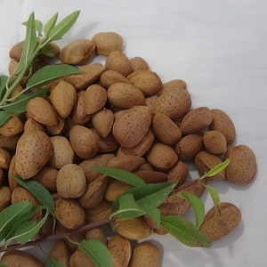 Organic Almond nuts for almond tree growing and eating